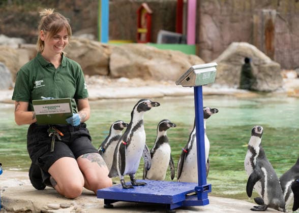 London, Wiegetermine für Tiere im Londoner Zoo