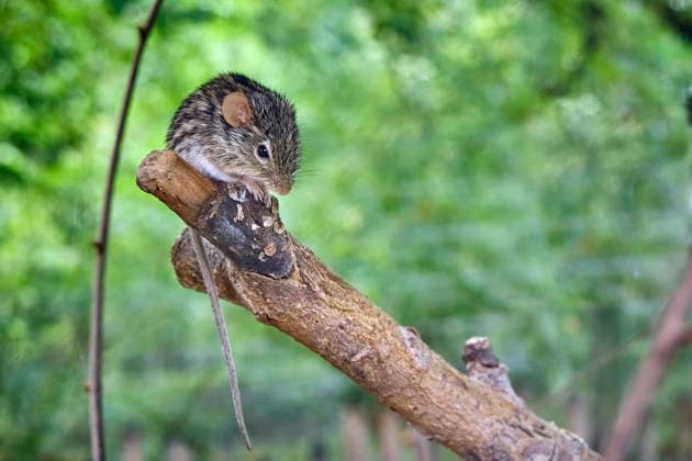 Thüringen, Eindrücke aus dem Zoo Eisenberg