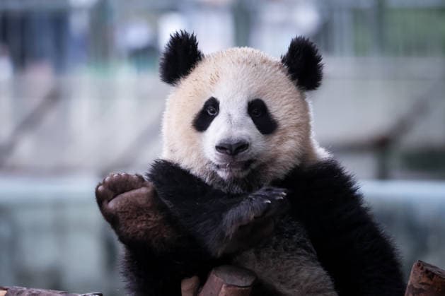 China, Pandas im Zoo Chongqing
