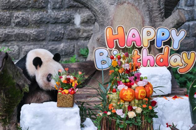 China, Panda Geburtstag im Zoo Chongqing