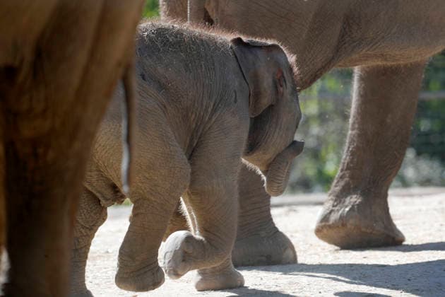Tierwelten, Elefanten Baby im Zoo von Madrid