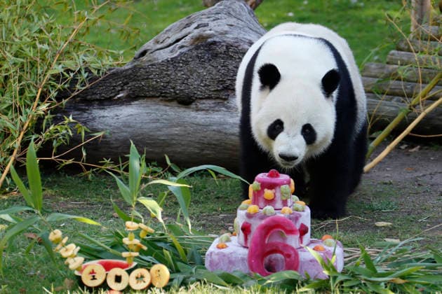 Spanien, Panda Geburtstag im Zoo Madrid