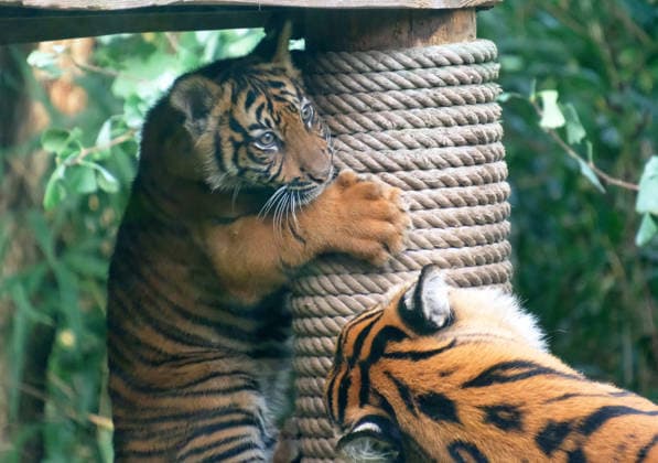 NRW, Tigerbaby Jungtier Nachwuchs im Zoo Krefeld