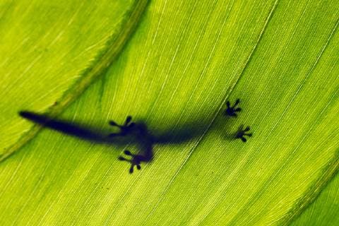 Gecko ist Zootier des Jahres 2024