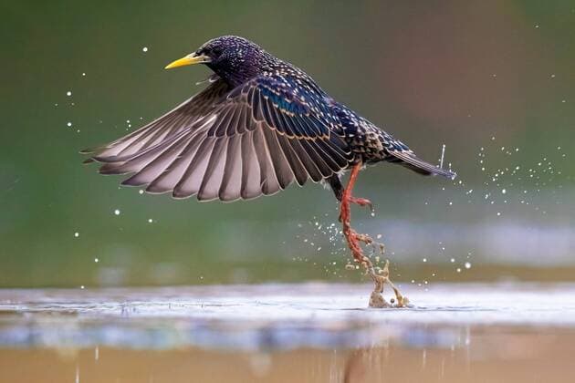 Kalendermotive: Vögel beim Abflug