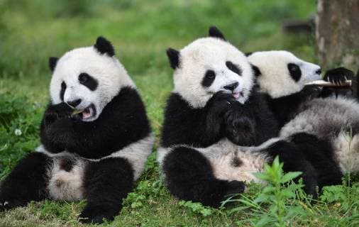 Kalendermotive: Pandabären