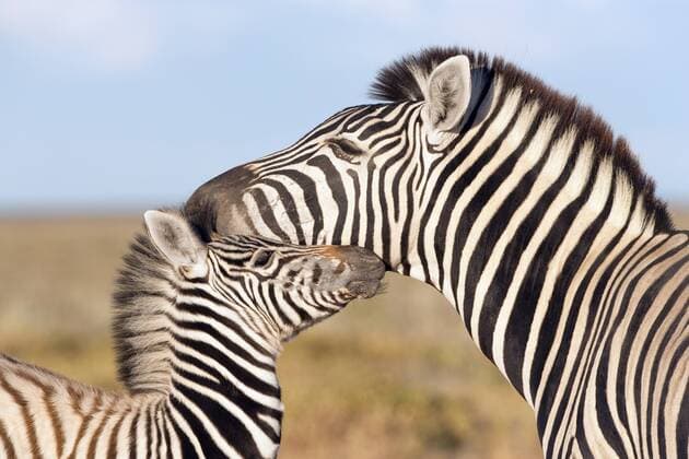 Kalendermotive: Zebras