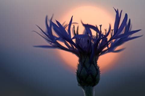 Natur, Pflanzen, Berg - Flockenblume