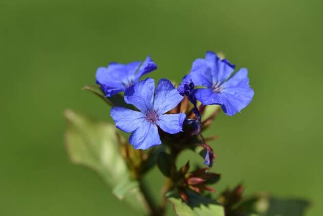 Natur, Pflanzen, Bleiwurz