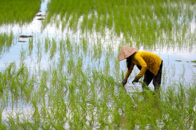 Coronavirus, Vietnam stoppt Reisexport