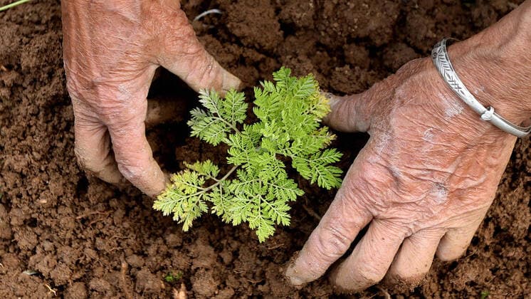 Einjähriger Beifuß, Artemisia annua, wirkt laut Studien gegen Coronavirus