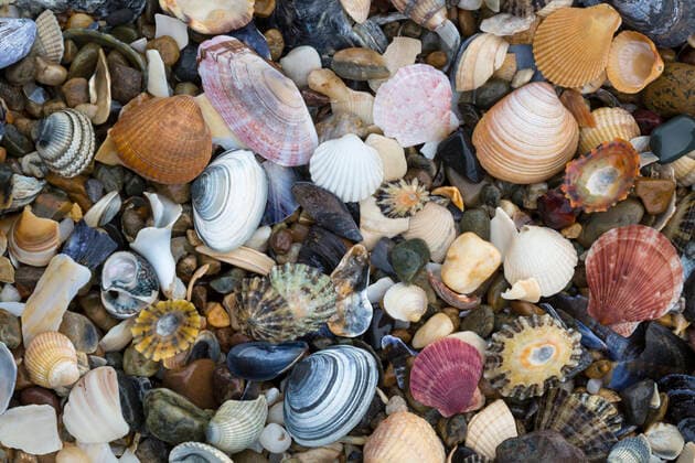 Kalendermotive: Muscheln