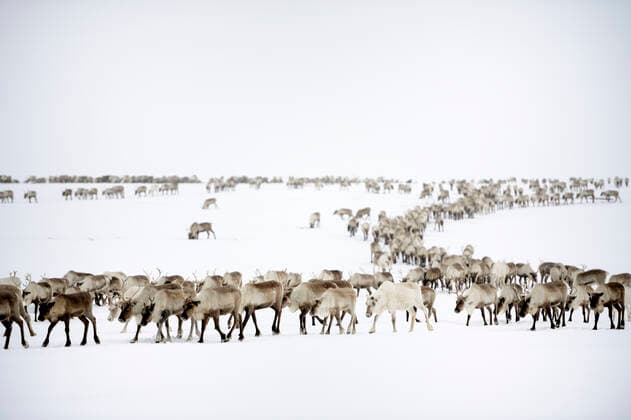 IMAGO Nature: Unsere Erde, Tiere, Artenschutz, Bedrohte Tierarten