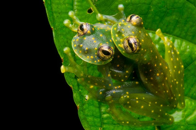 IMAGO Nature: Unsere Erde, Tiere, Gepunktete Tierarten