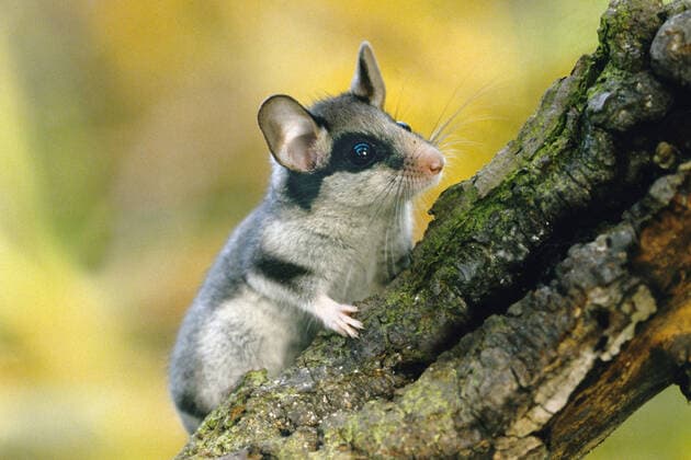 Gartenschläfer ist Tier des Jahres 2023