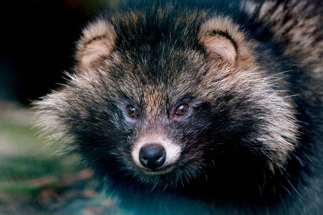 Coronavirus, Virologe Drosten bringt Marderhunde als Quelle für das Coronavirus ins Spiel