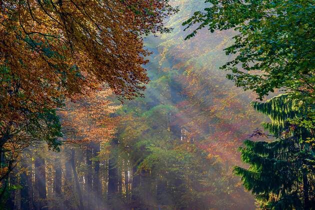 Kalendermotive: Deutscher Wald