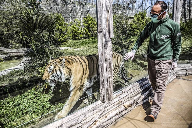 Coronavirus in den USA, Zoo-Tiger in New York infiziert - Beispielbilder