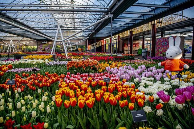 Coronavirus in den Niederlanden, blühende Blumen im leeren Keukenhof