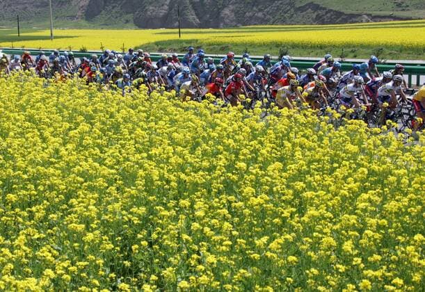 Tour of Qinghai Lake: Das Peloton bewegt sich an blühend gelben Rapsfeldern vorbei -  Radsport Herren Tour of Qinghai Lake 2005, Straßenradsport, Straße, Rad Totale IMCpau4904601 2. Etappe: Xining - Qinghai Lake Hotel