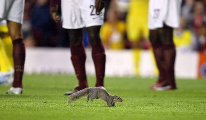 Ein Eichhörnchen hat sich auf den Fußballplatz verlaufen -  Fußball EC 1 Herren Champions League 2005 2006, Halbfinale Einzelbild London