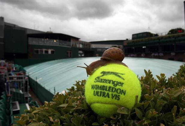 Schlechtes Wetter in Wimbledon: Eine Schnecke traut sich heraus und beginnt ihr klebriges Spiel mit dem Slazenger Wimbledon Ultra Vis, der bei dichter Bewölkung und Regen nicht zum Tennisspielen gebraucht wird Tennis Herren All England Championships 2007, ATP WTA Tour, Grand Slam o0 Abdeckplane, Abdeckplanen, Einzelbild Wimbledon London Tennis Herren All England Championships 2007, ATP WTA Tour, Grand Slam o0 Abdeckplane, Abdeckplanen, Einzelbild Wimbledon London