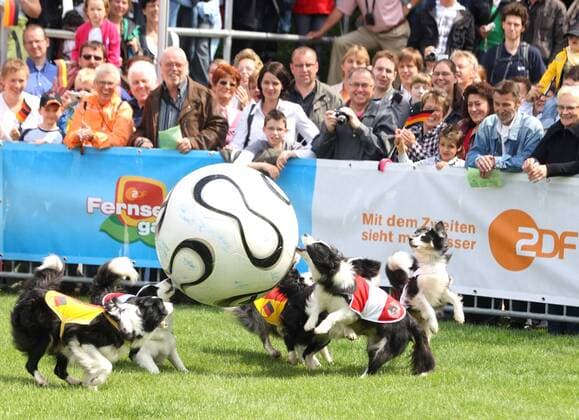 Hunde mit österreichischen und deutschen Trikots tollen um einen Ball herum Tiersport EM Hundefußball Euro 2008, Hund, Hunde, Fußball, Sendung, Fernsehsendung, ZDF Fernsehgarten Totale Tiersport EM Hundefußball Euro 2008, Hund, Hunde, Fußball, Sendung, Fernsehsendung, ZDF Fernsehgarten Totale