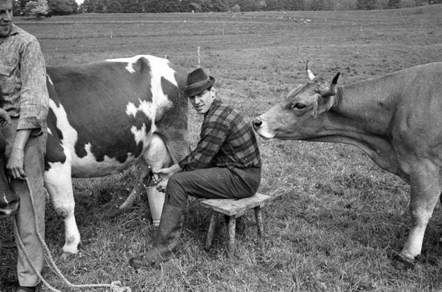 Franz Roth (Deutschland FC Bayern München) melkt im Urlaub auf dem elterlichen Bauernhof in Hausen im Allgäu eine Kuh Fußball 1. BL Herren Saison 1966 1967, FC Bayern München, Fotoshooting, Fotostory, Homestory, privat Einzelbild Hausen, Allgäu