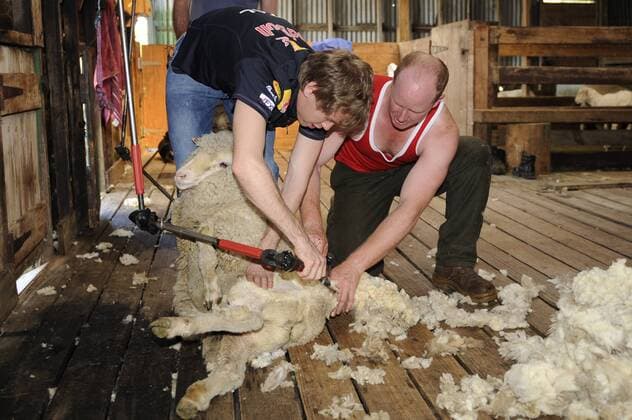 Sebastian VETTEL (GER),Red Bull Racing,schluepft in die Rolle eines Farmhelfers anlaesslich eines Pressetermins auf einer Farm (Warrook Cattle Farm).Zusammen mit Farmer Greg hilft er beim Schafe scheren, Formel 1:GP von Australien,Grand Prix Melbourne,Albert Park,Saison2011, o0 kurios Tier Schaf