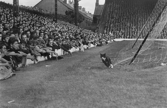 Football - 1964 1965 First Division - Liverpool FC - Arsenal FC London 3:1 (22 08 1964) A black cat, much to the delights of the home supporters, runs in front of the Liverpool Kop, having runs the full length of the Anfield pitch. The highlights of this game were the very first to be shown on the Match of the Day for BBC television. 