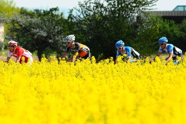 Das Feld bei den Rapsfeldern. DEUTSCHLAND, Frankfurt: 51. Radrennen, Rund um den Finanzplatz Eschborn-Frankfurt am 01.05.2012, Feldberg, Mammolshain .