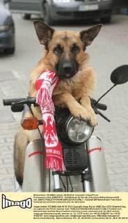Czworonozny kibic EURO 2012 - Schäferhund als Fan der polnischen Nationalmannschaft olsl_050612 