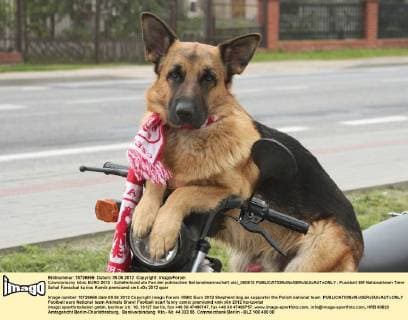 Czworonozny kibic EURO 2012 - Schäferhund als Fan der polnischen Nationalmannschaft olsl_050612 
