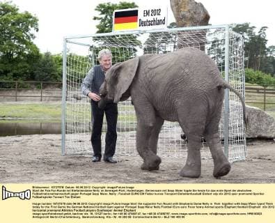 Start der Fan Fun Runde mit Elefantendame Nelly im Serengeti-Park, Hodenhagen. Gemeinsam mit Sepp Maier tippte Sie heute für das erste Spiel der deutschen Fußballnationalmannschaft gegen Portugal Sepp Maier, Nelly
