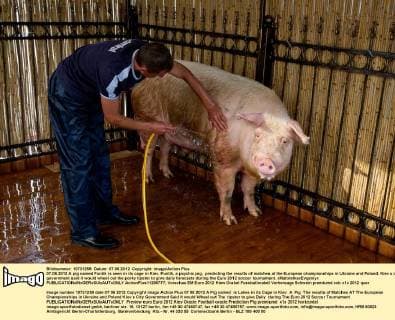 07.06.2012 A pig named Funtik is seen in its cage in Kiev. Funtik, a psychic pig, predicting the results of matches at the European championships in Ukraine and Poland. Kiev s city government said it would wheel out the porky tipster to give daily forecasts during the Euro 2012 soccer tournament. xMaloletkaxEvgeniyx  ActionPlus11286777