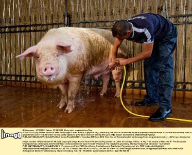 07.06.2012 A pig named Funtik is seen in its cage in Kiev. Funtik, a psychic pig, predicting the results of matches at the European championships in Ukraine and Poland. Kiev s city government said it would wheel out the porky tipster to give daily forecasts during the Euro 2012 soccer tournament. xMaloletkaxEvgeniyx  ActionPlus20245931