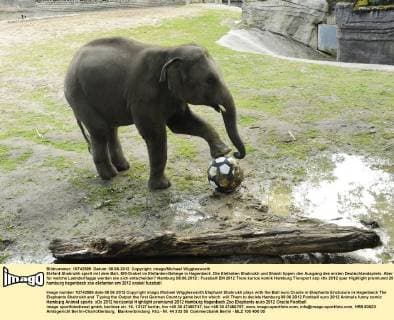 Elefant Shahrukh spielt mit dem Ball. EM-Orakel im Elefanten-Gehege in Hagenbeck. Die Elefanten Shahrukh und Shanti tippen den Ausgang des ersten Deutschlandspiels. Aber für welche Laenderflagge werden sie sich entscheiden? Hamburg 08.06.2012