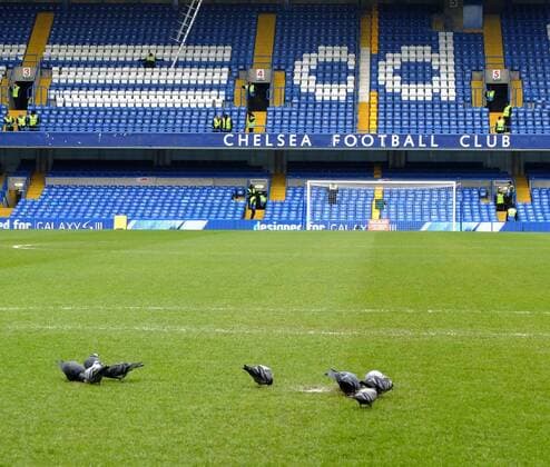 Pic: Paul Marriott . . Chelsea v Manchester United - FA Cup Quarter-Final replay . . 01.04.13 Pigeons feed on the penalty spot at Stamford Bridge, before the game. 