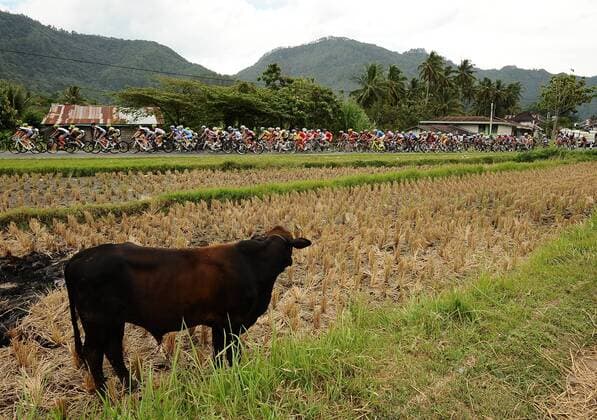 June 3, 2013, Payakumbuh, Indonesia : Riders speeding through field rice in Payakumbuh on Stage 2 Tour de Singkarak 2013 (Payakumbuh-Lake Singkarak).  ( 20244)