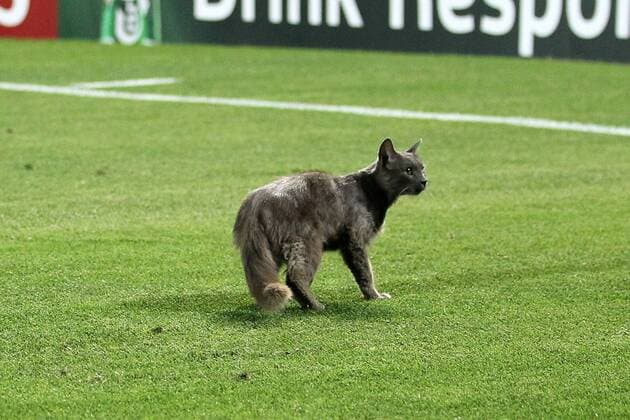 A cat enters the field of play - Israel U21 vs England U21 - UEFA U21 Championship 2013 - Teddy Stadium - Jerusalem - Israel - 11 06 2013 - Pic David Klein Sportimage EDITORIAL USE ONLY. No use with unauthorised audio, video, data, fixture lists, club league logos or live services. Online in-match use limited to 120 images, no video emulation. No use in betting, games or single club league player publications.