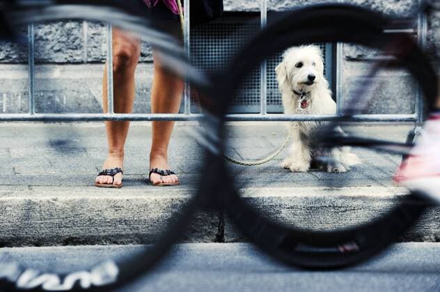 Tour de Neuss Radrennen am 24.07.2013 Zuschauer mit Hund