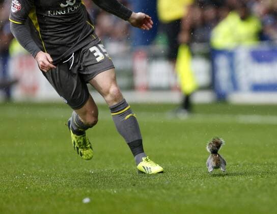 A squirrel runs on the pitch during the match Queens Park Rangers vs Leicester City - Npower Championship - Loftus Road - London - England - 21 12 2013 - Pic DavidKlein Sportimage EDITORIAL USE ONLY. No use with unauthorised audio, video, data, fixture lists, club league logos or live services. Online in-match use limited to 120 images, no video emulation. No use in betting, games or single club league player publications.