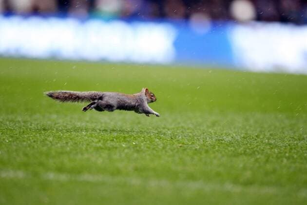 A squirrel makes it on to the pitch at Loftus Road holding up the game Sky Bet Championship - Queens Park Rangers (QPR) v Leicester City- England - 21st December - Pic NeilPlumb Sportimage EDITORIAL USE ONLY. No use with unauthorised audio, video, data, fixture lists, club league logos or live services. Online in-match use limited to 120 images, no video emulation. No use in betting, games or single club league player publications.