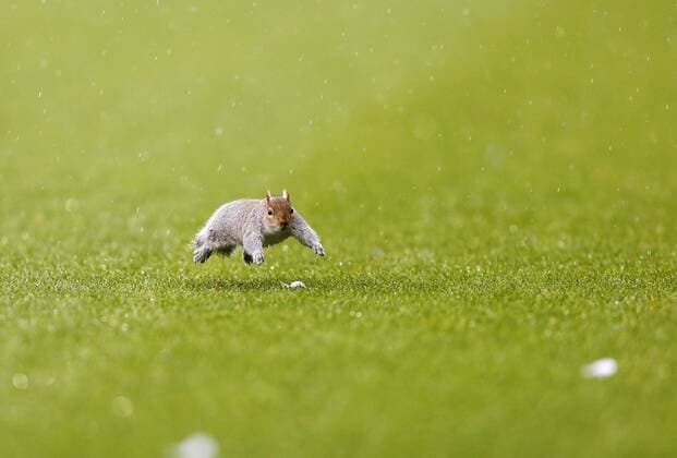 A squirrel enters the pitch forcing the match to stop until it leaves Queens Park Rangers vs Leicester City - Npower Championship - Loftus Road - London - England - 21 12 2013 - Pic DavidKlein Sportimage EDITORIAL USE ONLY. No use with unauthorised audio, video, data, fixture lists, club league logos or live services. Online in-match use limited to 120 images, no video emulation. No use in betting, games or single club league player publications.