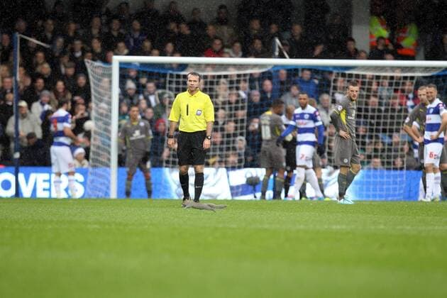 A squirrel makes it on to the pitch at Loftus Road holding up the game Sky Bet Championship - Queens Park Rangers (QPR) v Leicester City- England - 21st December - Pic Neil Plumb Sportimage EDITORIAL USE ONLY. No use with unauthorised audio, video, data, fixture lists, club league logos or live services. Online in-match use limited to 120 images, no video emulation. No use in betting, games or single club league player publications.