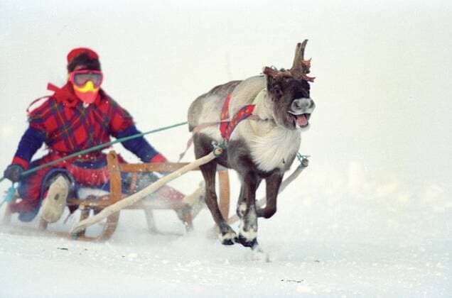 Olympische Winterspiele in Lillehammer: Rentierrennen als Rahmenprogramm