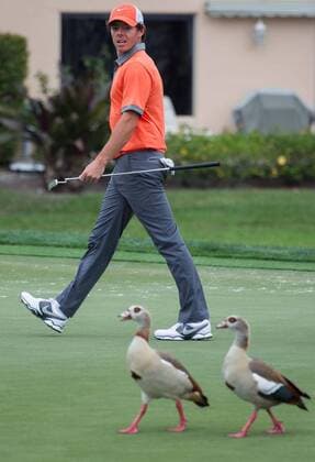 Feb. 27, 2014 - Palm Beach Gardens, FL, USA - Rory McIlroy is escorted onto the 16th green by a couple of Egyptian geese during the first round of the Honda Classic in Palm Beach Gardens, Fla., on Thursday, Feb. 27, 2014. 2014 Honda Classic - ZUMAm67