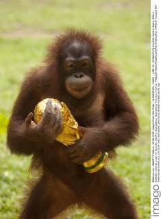 GUANGZHOU, CHINA - JUNE 22: (CHINA OUT) A gorilla holds a trophy after a football match at a zoo on June 22, 2014 in Guangzhou, Guangdong Province of China.  CFP0914 