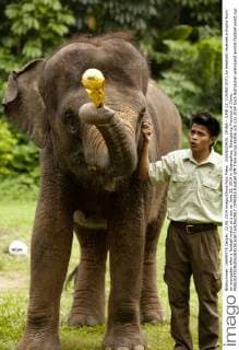 GUANGZHOU, CHINA - JUNE 22: (CHINA OUT) An elephant receives a trophy from an orangutan after a football match at a zoo on June 22, 2014 in Guangzhou, Guangdong Province of China.  CFP0915 