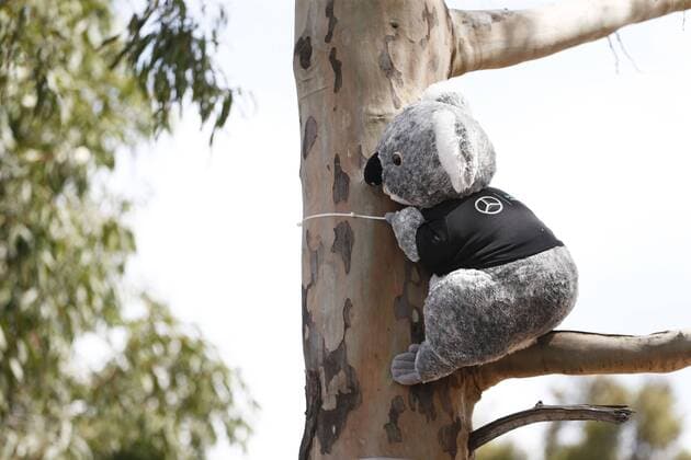 Motorsports: FIA Formula One World Championship WM Weltmeisterschaft 2015, Grand Prix of Australia, Koala, Mercedes, stuffed animal xHOCHxZWEIx